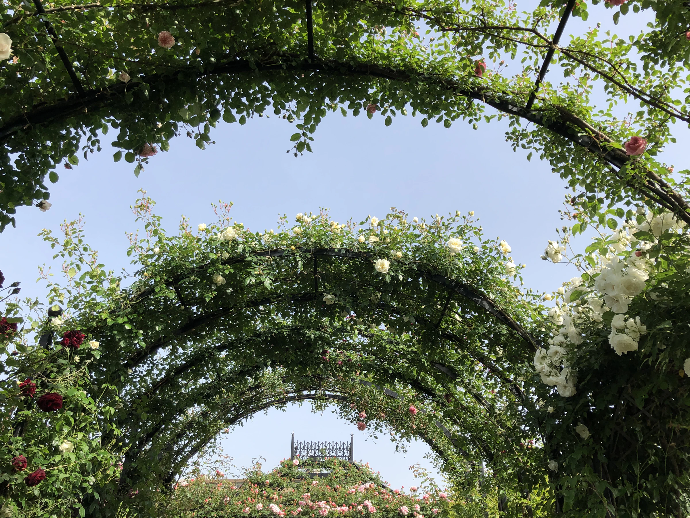 Allée de jardin passant sous des arches couvertes de roses et de feuillage