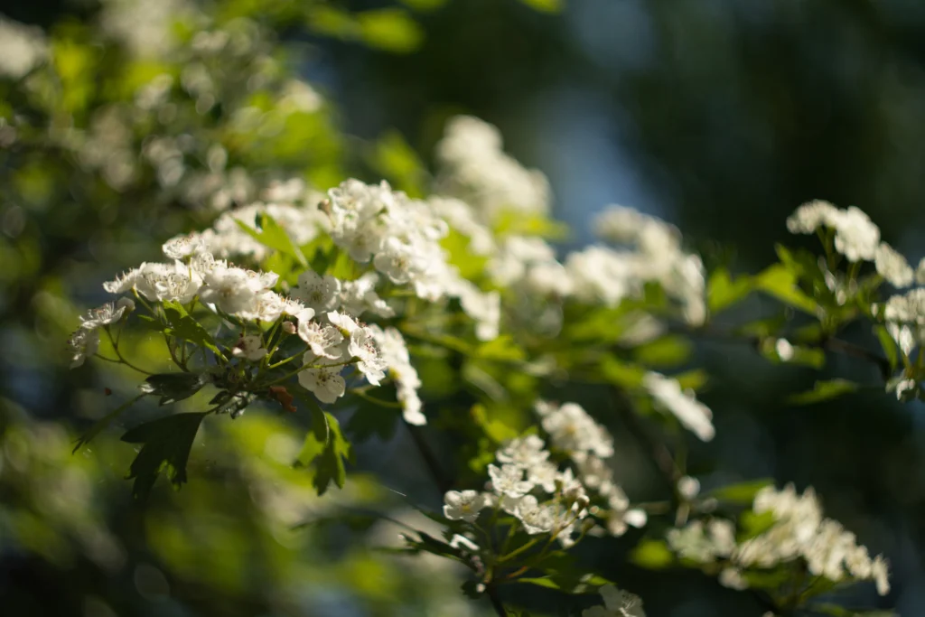 Branche couverte de petites fleurs blanches dans la lumière