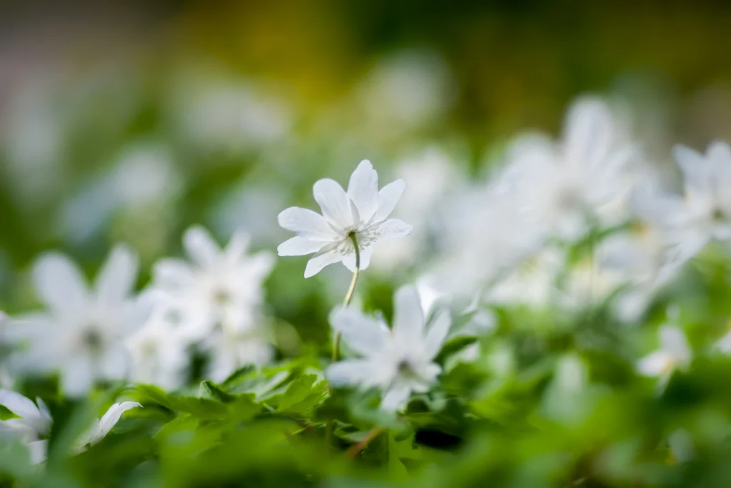 Fleurs blanches épanouies dans un jardin ensoleillé