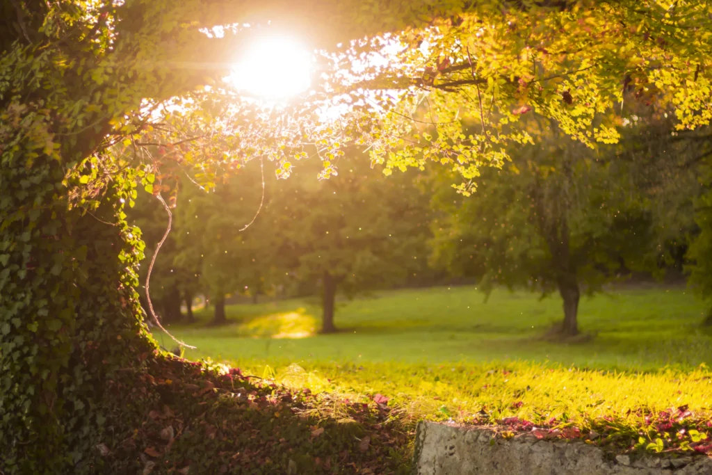Jardin paisible traversé par une lumière dorée filtrant entre les arbres