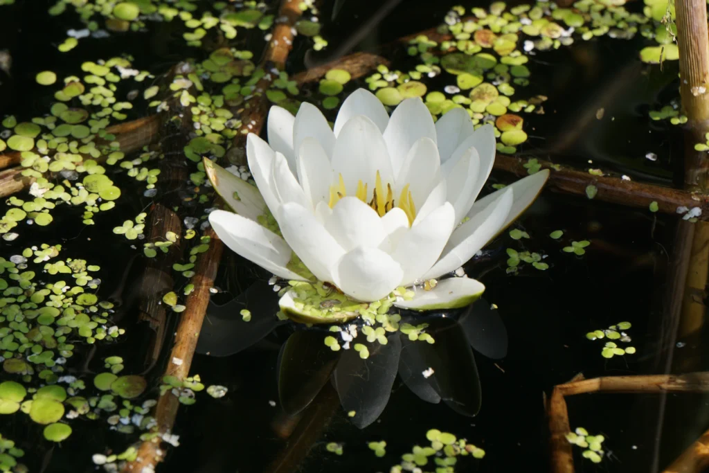 Nénuphar blanc ouvert sur une eau calme